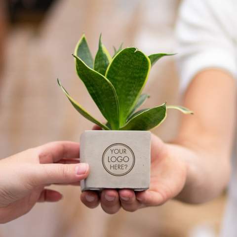 Betonnen potje met een persoonlijke boodschap of een logo; Ontdek de perfecte groene mix in combinatie met de elegantie en robuustheid van onze Congreet® plantpotten. Ideaal voor op kantoor vanwege hun eenvoudige onderhoud, lange levensduur en luchtzuiverende eigenschappen. De Congreet® met planten combineren stoerheid en luxe met een verfrissende uitstraling. De naam ‘Congreet®’ knipoogt naar het gebruikte materiaal (beton) en het vermogen om groeten en boodschappen over te brengen.<br /><br />De Congreet® plantenpotten zijn gevuld met een mix van kwalitatieve en verfrissende sansevieria planten, die bekend staan om hun luchtzuiverende eigenschappen en bijdrage aan een gezondere werkomgeving. Met hun minimale onderhoudsbehoeften zijn ze perfect voor op kantoor en voegen ze een decoratief accent toe aan elke ruimte wat lang in beeld is. Kortom, ze zijn de ideale keuze voor jou. Als er toch de voorkeur is voor een andere plant, neem dan gerust contact met ons op.<br /><br />Met een nauwkeurige gravure op het betonnen oppervlak, biedt Congreet® een tijdloze uitstraling die past op elk bureau, tafel of kantoorruimte. De mogelijkheden zijn eindeloos – van bedrijfslogo’s tot inspirerende citaten – waardoor deze potjes zich onderscheiden als promotionele artikelen of relatiegeschenken. Of het nu gaat om een blijk van waardering voor medewerkers, een promotioneel geschenk voor klanten, of een feestelijke touch tijdens speciale evenementen, Congreet® past naadloos in elke zakelijke setting.<br /><br />Heeft u vragen over dit product, de gewenste personalisatie of eventuele verpakkingen? Neem dan gerust contact met ons op.