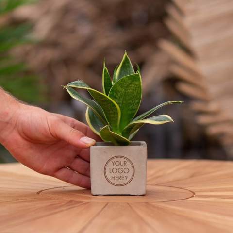 Betonnen potje met een persoonlijke boodschap of een logo; Ontdek de perfecte groene mix in combinatie met de elegantie en robuustheid van onze Congreet® plantpotten. Ideaal voor op kantoor vanwege hun eenvoudige onderhoud, lange levensduur en luchtzuiverende eigenschappen. De Congreet® met planten combineren stoerheid en luxe met een verfrissende uitstraling. De naam ‘Congreet®’ knipoogt naar het gebruikte materiaal (beton) en het vermogen om groeten en boodschappen over te brengen.<br /><br />De Congreet® plantenpotten zijn gevuld met een mix van kwalitatieve en verfrissende sansevieria planten, die bekend staan om hun luchtzuiverende eigenschappen en bijdrage aan een gezondere werkomgeving. Met hun minimale onderhoudsbehoeften zijn ze perfect voor op kantoor en voegen ze een decoratief accent toe aan elke ruimte wat lang in beeld is. Kortom, ze zijn de ideale keuze voor jou. Als er toch de voorkeur is voor een andere plant, neem dan gerust contact met ons op.<br /><br />Met een nauwkeurige gravure op het betonnen oppervlak, biedt Congreet® een tijdloze uitstraling die past op elk bureau, tafel of kantoorruimte. De mogelijkheden zijn eindeloos – van bedrijfslogo’s tot inspirerende citaten – waardoor deze potjes zich onderscheiden als promotionele artikelen of relatiegeschenken. Of het nu gaat om een blijk van waardering voor medewerkers, een promotioneel geschenk voor klanten, of een feestelijke touch tijdens speciale evenementen, Congreet® past naadloos in elke zakelijke setting.<br /><br />Heeft u vragen over dit product, de gewenste personalisatie of eventuele verpakkingen? Neem dan gerust contact met ons op.