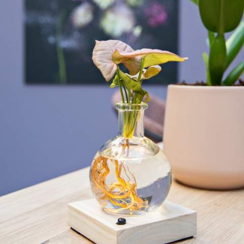 Luxus, Trendiness und einfache Pflege gehen Hand in Hand mit diesem Set von Hydroponik-Pflanzen. Hydroponik bedeutet, Pflanzen mit ihren Wurzeln in Wasser wachsen zu lassen. Dieses luxuriöse Glaskugelglas erstrahlt auf einem Holzständer mit eingebautem LED-Licht. Dieser innovative Ansatz vereint Wachstum, Nachhaltigkeit und Branding. Es ist nicht nur ein praktisches Geschenk, sondern auch eine Freude zu geben und zu erhalten, verstärkt durch die hochwertige Geschenkverpackung. Dieser grüne Blickfang eignet sich perfekt für sowohl das Büro als auch Zuhause.<br /><br />Durch die Personalisierung des Holzständers mit einem Logo, einem Slogan oder einer Botschaft bleibt Ihr Unternehmen oder Ihre Marke umweltbewusst im Gedächtnis. Der Empfänger wird regelmäßig auf Ihr grünes Geschenk beim Gießen stoßen. Befreien Sie sich von Standard-Unternehmensgeschenken und entscheiden Sie sich für ein Geschenk, das Wachstum, Nachhaltigkeit und Ihre einzigartige Markenidentität verkörpert.<br /><br />Hydroponik-Pflanzen sind außerordentlich pflegeleicht. Mit minimalem Aufwand sind sie eine Freude für das Büro. Es ist wichtig, die Wurzeln in einer Wasserlage zu halten. Dieses Wasser kann aufgefüllt und idealerweise alle zwei Wochen ausgetauscht werden. Mit dieser einfachen Pflegeroutine bieten diese Pflanzen eine stressfreie und nachhaltige grüne Erfahrung in jeder Umgebung. Die Hydroponik-Pflanzen werden als vielfältige Mischung verschiedener Pflanzen geliefert.<br /><br />Haben Sie Fragen zu diesem Produkt, zur gewünschten Personalisierung oder möglichen Verpackungsoptionen? Zögern Sie nicht, uns zu kontaktieren.
