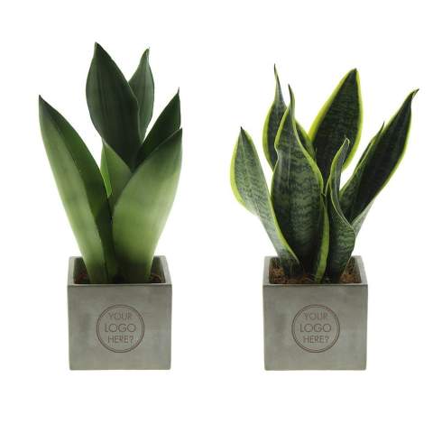 Betonnen potje met een persoonlijke boodschap of een logo; Ontdek de perfecte groene mix in combinatie met de elegantie en robuustheid van onze Congreet® plantpotten. Ideaal voor op kantoor vanwege hun eenvoudige onderhoud, lange levensduur en luchtzuiverende eigenschappen. De Congreet® met planten combineren stoerheid en luxe met een verfrissende uitstraling. De naam ‘Congreet®’ knipoogt naar het gebruikte materiaal (beton) en het vermogen om groeten en boodschappen over te brengen.<br /><br />De Congreet® plantenpotten zijn gevuld met een mix van kwalitatieve en verfrissende sansevieria planten, die bekend staan om hun luchtzuiverende eigenschappen en bijdrage aan een gezondere werkomgeving. Met hun minimale onderhoudsbehoeften zijn ze perfect voor op kantoor en voegen ze een decoratief accent toe aan elke ruimte wat lang in beeld is. Kortom, ze zijn de ideale keuze voor jou. Als er toch de voorkeur is voor een andere plant, neem dan gerust contact met ons op.<br /><br />Met een nauwkeurige gravure op het betonnen oppervlak, biedt Congreet® een tijdloze uitstraling die past op elk bureau, tafel of kantoorruimte. De mogelijkheden zijn eindeloos – van bedrijfslogo’s tot inspirerende citaten – waardoor deze potjes zich onderscheiden als promotionele artikelen of relatiegeschenken. Of het nu gaat om een blijk van waardering voor medewerkers, een promotioneel geschenk voor klanten, of een feestelijke touch tijdens speciale evenementen, Congreet® past naadloos in elke zakelijke setting.<br /><br />Heeft u vragen over dit product, de gewenste personalisatie of eventuele verpakkingen? Neem dan gerust contact met ons op.
