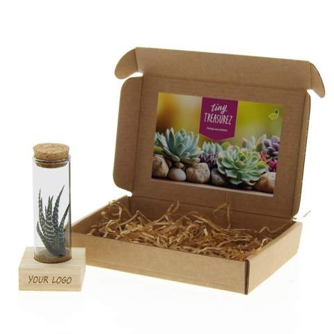 Tiny Treasurez® zijn levende mini-succulenten, als schatten uit de natuur. Deze prachtige groene decoraties vertegenwoordigen kleine ontdekkingen van moeder natuur en komen in verschillende soorten. Alle onze Tiny Treasurez® zijn uniek op zichzelf en hebben weinig onderhoud nodig, wat natuurlijk ideaal is. Ze kunnen heel langzaam wortels creëren, een illustratie van hun natuurlijke overlevingsdrang. Tiny Treasurez® hebben voldoende vochtreserves in hun blad om maandenlang droog te overleven. Ze symboliseren ook wel groei, leven en duurzaamheid. Wil je deze succulenten in een later stadium verder laten groeien, leg ze dan met de onderzijde voorzichtig in een potje gevuld met enigszins droge potgrond.<br /><br />Het FSC-gecertificeerde houten standaardje dient als houder voor de glazen tube, die gevuld is met wat zand en de minisucculenten. De houder kan worden gepersonaliseerd met jouw logo, slogan of boodschap. Het totaal is fraai verpakt in een doosje. Deze combinatie van glas, hout en de Tiny Treasurez® is een luxe en opvallend item voor bijvoorbeeld op het bureau. Op het kaartje staat het verhaal achter de Tiny Treasurez®, zodat ook de ontvanger weet wat voor unieks hij of zij ontvangt. Het levende plantje blijft lang in beeld bij de ontvanger, omdat het niet zomaar in een kast of prullenbak verdwijnt. Personaliseer ze met een boodschap op het product of door middel van een kaartje voor een blijvende indruk. Breng wat extra groene decoratie in huis met onze Tiny Treasurez®.<br /><br />Heeft u vragen over dit product, de gewenste personalisatie of eventuele verpakkingen? Neem dan gerust contact met ons op.