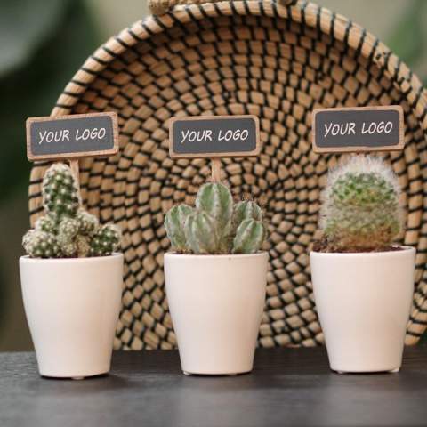 Hoe tof zijn deze bureauplantjes, gecombineerd met een ingestoken ChalkNotes® plantensteker die volledig te personaliseren is? ChalkNotes® zijn herkenbare plantenstekers, maar dan met een logo, boodschap of naam erop. De personalisatie is slijtvast: wat erop staat, blijft staan. Ze geven een opvallend accent aan onze compacte, duurzame plantjes en maken elk groen geschenk net even persoonlijker.<br /><br />Het krijtbordje maakt van elk plantje niet alleen een stijlvol cadeau, maar ook een blijvende herinnering en krachtig communicatiemiddel. Deze mini plantjes brengen sfeer, frisheid en leven in elke ruimte. Dankzij hun handzame formaat passen ze perfect op bureaus, balies of vensterbanken. Ze zijn onderhoudsvriendelijk, maar geven maandenlang plezier. Denk aan luchtzuivering, stressvermindering en een betere concentratie — klein in formaat, groot in impact. <br /><br />Los geleverd of stijlvol verpakt in een bijpassende giftbox: met Chalknotes® creëer je een groen geschenk dat blijft hangen én gezien wordt.<br /><br />Heeft u vragen over dit product, de gewenste personalisatie of eventuele verpakkingen? Neem dan gerust contact met ons op.