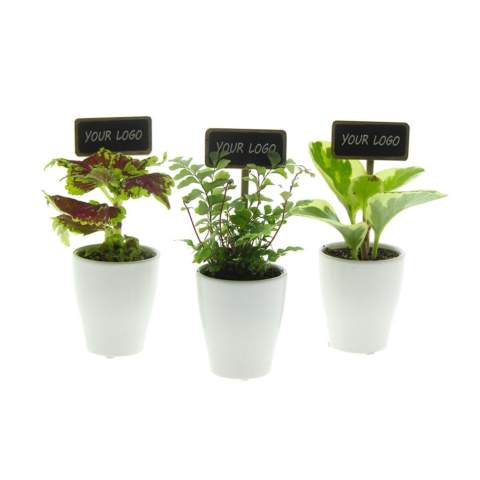Hoe tof zijn deze bureauplantjes, gecombineerd met een ingestoken ChalkNotes® plantensteker die volledig te personaliseren is? ChalkNotes® zijn herkenbare plantenstekers, maar dan met een logo, boodschap of naam erop. De personalisatie is slijtvast: wat erop staat, blijft staan. Ze geven een opvallend accent aan onze compacte, duurzame plantjes en maken elk groen geschenk net even persoonlijker.<br /><br />Het krijtbordje maakt van elk plantje niet alleen een stijlvol cadeau, maar ook een blijvende herinnering en krachtig communicatiemiddel. Deze mini plantjes brengen sfeer, frisheid en leven in elke ruimte. Dankzij hun handzame formaat passen ze perfect op bureaus, balies of vensterbanken. Ze zijn onderhoudsvriendelijk, maar geven maandenlang plezier. Denk aan luchtzuivering, stressvermindering en een betere concentratie — klein in formaat, groot in impact. <br /><br />Los geleverd of stijlvol verpakt in een bijpassende giftbox: met Chalknotes® creëer je een groen geschenk dat blijft hangen én gezien wordt.<br /><br />Heeft u vragen over dit product, de gewenste personalisatie of eventuele verpakkingen? Neem dan gerust contact met ons op.
