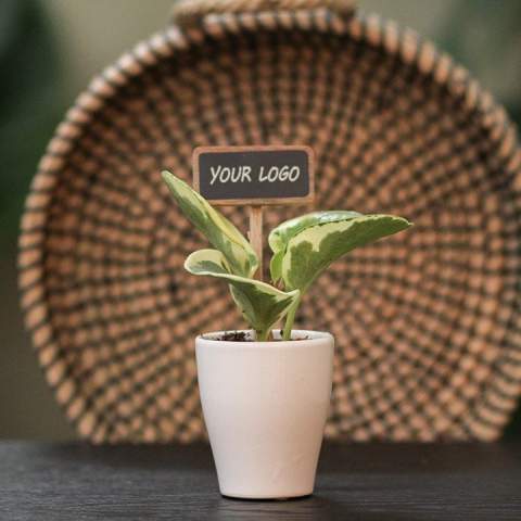 Hoe tof zijn deze bureauplantjes, gecombineerd met een ingestoken ChalkNotes® plantensteker die volledig te personaliseren is? ChalkNotes® zijn herkenbare plantenstekers, maar dan met een logo, boodschap of naam erop. De personalisatie is slijtvast: wat erop staat, blijft staan. Ze geven een opvallend accent aan onze compacte, duurzame plantjes en maken elk groen geschenk net even persoonlijker.<br /><br />Het krijtbordje maakt van elk plantje niet alleen een stijlvol cadeau, maar ook een blijvende herinnering en krachtig communicatiemiddel. Deze mini plantjes brengen sfeer, frisheid en leven in elke ruimte. Dankzij hun handzame formaat passen ze perfect op bureaus, balies of vensterbanken. Ze zijn onderhoudsvriendelijk, maar geven maandenlang plezier. Denk aan luchtzuivering, stressvermindering en een betere concentratie — klein in formaat, groot in impact. <br /><br />Los geleverd of stijlvol verpakt in een bijpassende giftbox: met Chalknotes® creëer je een groen geschenk dat blijft hangen én gezien wordt.<br /><br />Heeft u vragen over dit product, de gewenste personalisatie of eventuele verpakkingen? Neem dan gerust contact met ons op.