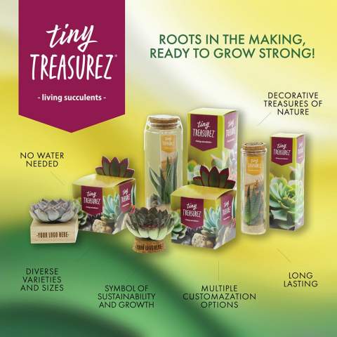 Tiny Treasurez® zijn levende mini-succulenten, als schatten uit de natuur. Deze prachtige groene decoraties vertegenwoordigen kleine ontdekkingen van moeder natuur en komen in verschillende soorten. Alle onze Tiny Treasurez® zijn uniek op zichzelf en hebben weinig onderhoud nodig, wat natuurlijk ideaal is. Ze kunnen heel langzaam wortels creëren, een illustratie van hun natuurlijke overlevingsdrang. Tiny Treasurez® hebben voldoende vochtreserves in hun blad om maandenlang droog te overleven. Ze symboliseren ook wel groei, leven en duurzaamheid. Wil je deze succulenten in een later stadium verder laten groeien, leg ze dan met de onderzijde voorzichtig in een potje gevuld met enigszins droge potgrond.<br /><br />Het FSC-gecertificeerde houten standaardje dient als houder voor de 3 mini-succulenten. De houder kan worden gepersonaliseerd met jouw logo, slogan of boodschap. Het totaal is fraai verpakt in een doosje. Deze combinatie van hout en de Tiny Treasurez® is een perfect item voor op het bureau. Op het kaartje staat het verhaal achter de Tiny Treasurez®, zodat ook de ontvanger weet wat voor unieks hij of zij ontvangt. Het levende plantje blijft lang in beeld bij de ontvanger, omdat het niet zomaar in een kast of prullenbak verdwijnt. Personaliseer ze met een boodschap op het product of door middel van een kaartje voor een blijvende indruk. Breng wat extra groene decoratie in huis met onze Tiny Treasurez®.<br /><br />Heeft u vragen over dit product, de gewenste personalisatie of eventuele verpakkingen? Neem dan gerust contact met ons op.