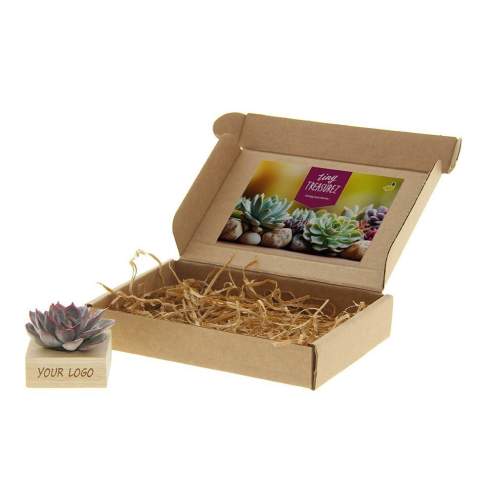 Tiny Treasurez® are living mini-succulents, like treasures from nature. These beautiful green decorations represent small discoveries from Mother Nature and come in various types. All our Tiny Treasurez® are unique in themselves and require little maintenance, which is naturally ideal. They can very slowly create roots, an illustration of their natural survival instinct. Tiny Treasurez® have enough moisture reserves in their leaves to survive dry conditions for months. They also symbolize growth, life, and sustainability. If you want to let these succulents grow further at a later stage, place them carefully with the bottom side in a pot filled with slightly dry potting soil.<br /><br />The FSC-certified wooden stand serves as a holder for the mini succulent, which can be personalized with your logo, slogan, or message. The entire package is beautifully presented in a box. This combination of wood and Tiny Treasurez® is a perfect item for the desk. The card includes the story behind Tiny Treasurez®, so the recipient knows what unique gift they are receiving. The living plant stays in sight for a long time with the recipient because it doesn't just end up in a cupboard or trash bin. Personalize them with a message on the product or with a card for a lasting impression. Bring some extra green decoration into your home with our Tiny Treasurez®.<br /><br />If you have any questions about this product, desired personalization, or packaging options, please feel free to contact us.