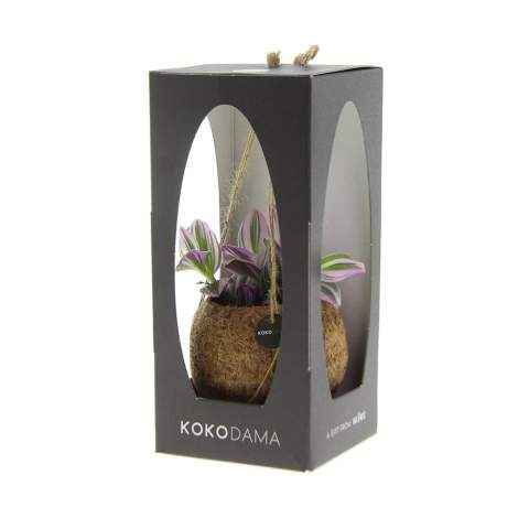 De Kokodama®, een botanische schoonheid die geen plastic bevat en voor 99% natuurlijk en 100% biologisch afbreekbaar is, biedt een unieke en duurzame optie voor relatiegeschenken. Haar bol van kokosvezels creëert een gezellig en duurzaam huis voor trendy en bijzondere planten. Hangend aan het plafond of zittend op een tafel bureau, de Kokodama® kan in elk interieur haar natuurlijke habitat vinden. Gemaakt met de hand in Sri Lanka, draagt de Kokodama® bij aan de lokale economie en stimuleert het vakmanschap. Deze Kokodama® mix bevat verschillende soorten groene planten welke met zorg zijn uitgekozen, deze levende planten vergen natuurlijk wel wat onderhoud. <br /><br />Naast het unieke uiterlijk van de Kokodama®, biedt dit product een uitstekende mogelijkheid tot personalisatie met een logo of slogan. Hierdoor wordt het meer dan alleen een decoratief object; het fungeert als een subtiel middel om jouw bedrijf of merk te promoten, of om simpelweg een boodschap over te brengen. Op deze manier bouw je een positieve associatie op met jouw bedrijf of merk, terwijl de Kokodama® op de bureaus van relaties of medewerkers prijkt. De Kokodama® wordt nog leuker om te geven én te ontvangen dankzij de passende FSC geschenkverpakking. Door dit geschenk te geven, toon je niet enkel waardering, maar versterk je ook relaties en betrokkenheid, terwijl je tegelijkertijd een positieve impact hebt op het imago van jouw bedrijf. <br /><br />Heeft u vragen over dit product, de gewenste personalisatie of eventuele verpakkingen? Neem dan gerust contact met ons op.