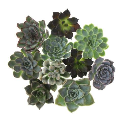 Tiny Treasurez® zijn levende mini-succulenten, als schatten uit de natuur. Deze prachtige groene decoraties vertegenwoordigen kleine ontdekkingen van moeder natuur en komen in verschillende soorten. Alle onze Tiny Treasurez® zijn uniek op zichzelf en hebben weinig onderhoud nodig, wat natuurlijk ideaal is. Ze kunnen heel langzaam wortels creëren, een illustratie van hun natuurlijke overlevingsdrang. Tiny Treasurez® hebben voldoende vochtreserves in hun blad om maandenlang droog te overleven. Ze symboliseren ook wel groei, leven en duurzaamheid. Wil je deze succulenten in een later stadium verder laten groeien, leg ze dan met de onderzijde voorzichtig in een potje gevuld met enigszins droge potgrond.<br /><br />Het FSC-gecertificeerde houten standaardje dient als houder voor de 3 mini-succulenten. De houder kan worden gepersonaliseerd met jouw logo, slogan of boodschap. Het totaal is fraai verpakt in een doosje. Deze combinatie van hout en de Tiny Treasurez® is een perfect item voor op het bureau. Op het kaartje staat het verhaal achter de Tiny Treasurez®, zodat ook de ontvanger weet wat voor unieks hij of zij ontvangt. Het levende plantje blijft lang in beeld bij de ontvanger, omdat het niet zomaar in een kast of prullenbak verdwijnt. Personaliseer ze met een boodschap op het product of door middel van een kaartje voor een blijvende indruk. Breng wat extra groene decoratie in huis met onze Tiny Treasurez®.<br /><br />Heeft u vragen over dit product, de gewenste personalisatie of eventuele verpakkingen? Neem dan gerust contact met ons op.