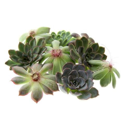 Tiny Treasurez® zijn levende mini-succulenten, als schatten uit de natuur. Deze prachtige groene decoraties vertegenwoordigen kleine ontdekkingen van moeder natuur en komen in verschillende soorten. Alle onze Tiny Treasurez® zijn uniek op zichzelf en hebben weinig onderhoud nodig, wat natuurlijk ideaal is. Ze kunnen heel langzaam wortels creëren, een illustratie van hun natuurlijke overlevingsdrang. Tiny Treasurez® hebben voldoende vochtreserves in hun blad om maandenlang droog te overleven. Ze symboliseren ook wel groei, leven en duurzaamheid. Wil je deze succulenten in een later stadium verder laten groeien, leg ze dan met de onderzijde voorzichtig in een potje gevuld met enigszins droge potgrond.<br /><br />Het FSC-gecertificeerde houten standaardje dient als houder voor de 3 mini-succulenten. De houder kan worden gepersonaliseerd met jouw logo, slogan of boodschap. Het totaal is fraai verpakt in een doosje. Deze combinatie van hout en de Tiny Treasurez® is een perfect item voor op het bureau. Op het kaartje staat het verhaal achter de Tiny Treasurez®, zodat ook de ontvanger weet wat voor unieks hij of zij ontvangt. Het levende plantje blijft lang in beeld bij de ontvanger, omdat het niet zomaar in een kast of prullenbak verdwijnt. Personaliseer ze met een boodschap op het product of door middel van een kaartje voor een blijvende indruk. Breng wat extra groene decoratie in huis met onze Tiny Treasurez®.<br /><br />Heeft u vragen over dit product, de gewenste personalisatie of eventuele verpakkingen? Neem dan gerust contact met ons op.