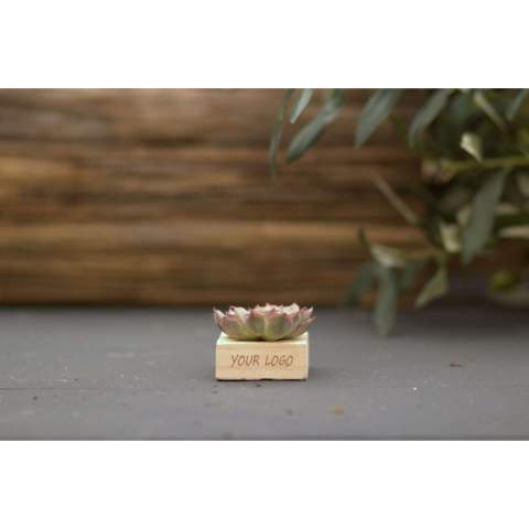 Tiny Treasurez® zijn levende mini-succulenten, als schatten uit de natuur. Deze prachtige groene decoraties vertegenwoordigen kleine ontdekkingen van moeder natuur en komen in verschillende soorten. Alle onze Tiny Treasurez® zijn uniek op zichzelf en hebben weinig onderhoud nodig, wat natuurlijk ideaal is. Ze kunnen heel langzaam wortels creëren, een illustratie van hun natuurlijke overlevingsdrang. Tiny Treasurez® hebben voldoende vochtreserves in hun blad om maandenlang droog te overleven. Ze symboliseren ook wel groei, leven en duurzaamheid. Wil je deze succulenten in een later stadium verder laten groeien, leg ze dan met de onderzijde voorzichtig in een potje gevuld met enigszins droge potgrond.<br /><br />De Tiny Treasurez® Single wood in giftbox is de ideale weggever op bijvoorbeeld evenementen of beurzen. Het FSC gecertificeerde houtje dient als standaard voor de mini succulent, welke gepersonaliseerd kan worden met jouw logo, slogan of boodschap. Samen is het verpakt in de fraaie giftbox wat het uitdelen super gemakkelijk maakt. Deze combinatie van hout en de Tiny Treasurez® is een perfect item voor op het bureau. Op het doosje staat het verhaal achter de Tiny Treasurez®, zodat ook de ontvanger weet wat voor unieks zij ontvangen.  Het levende plantje blijft lang in beeld bij de ontvanger, omdat het niet zomaar in een kast of prullenbak verdwijnt. Personaliseer ze met een boodschap op het product of door middel van een kaartje voor een blijvende indruk. Breng wat extra groene decoratie in huis met onze Tiny Treasurez®.<br /><br />Heeft u vragen over dit product, de gewenste personalisatie of eventuele verpakkingen? Neem dan gerust contact met ons op.