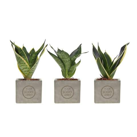 Betonnen potje met een persoonlijke boodschap of een logo; Ontdek de perfecte groene mix in combinatie met de elegantie en robuustheid van onze Congreet® plantpotten. Ideaal voor op kantoor vanwege hun eenvoudige onderhoud, lange levensduur en luchtzuiverende eigenschappen. De Congreet® met planten combineren stoerheid en luxe met een verfrissende uitstraling. De naam ‘Congreet®’ knipoogt naar het gebruikte materiaal (beton) en het vermogen om groeten en boodschappen over te brengen.<br /><br />De Congreet® plantenpotten zijn gevuld met een mix van kwalitatieve en verfrissende sansevieria planten, die bekend staan om hun luchtzuiverende eigenschappen en bijdrage aan een gezondere werkomgeving. Met hun minimale onderhoudsbehoeften zijn ze perfect voor op kantoor en voegen ze een decoratief accent toe aan elke ruimte wat lang in beeld is. Kortom, ze zijn de ideale keuze voor jou. Als er toch de voorkeur is voor een andere plant, neem dan gerust contact met ons op.<br /><br />Met een nauwkeurige gravure op het betonnen oppervlak, biedt Congreet® een tijdloze uitstraling die past op elk bureau, tafel of kantoorruimte. De mogelijkheden zijn eindeloos – van bedrijfslogo’s tot inspirerende citaten – waardoor deze potjes zich onderscheiden als promotionele artikelen of relatiegeschenken. Of het nu gaat om een blijk van waardering voor medewerkers, een promotioneel geschenk voor klanten, of een feestelijke touch tijdens speciale evenementen, Congreet® past naadloos in elke zakelijke setting.<br /><br />Heeft u vragen over dit product, de gewenste personalisatie of eventuele verpakkingen? Neem dan gerust contact met ons op.