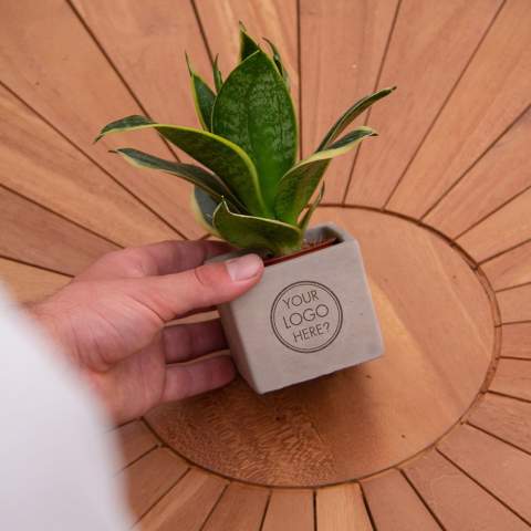 Betonnen potje met een persoonlijke boodschap of een logo; Ontdek de perfecte groene mix in combinatie met de elegantie en robuustheid van onze Congreet® plantpotten. Ideaal voor op kantoor vanwege hun eenvoudige onderhoud, lange levensduur en luchtzuiverende eigenschappen. De Congreet® met planten combineren stoerheid en luxe met een verfrissende uitstraling. De naam ‘Congreet®’ knipoogt naar het gebruikte materiaal (beton) en het vermogen om groeten en boodschappen over te brengen.<br /><br />De Congreet® plantenpotten zijn gevuld met een mix van kwalitatieve en verfrissende sansevieria planten, die bekend staan om hun luchtzuiverende eigenschappen en bijdrage aan een gezondere werkomgeving. Met hun minimale onderhoudsbehoeften zijn ze perfect voor op kantoor en voegen ze een decoratief accent toe aan elke ruimte wat lang in beeld is. Kortom, ze zijn de ideale keuze voor jou. Als er toch de voorkeur is voor een andere plant, neem dan gerust contact met ons op.<br /><br />Met een nauwkeurige gravure op het betonnen oppervlak, biedt Congreet® een tijdloze uitstraling die past op elk bureau, tafel of kantoorruimte. De mogelijkheden zijn eindeloos – van bedrijfslogo’s tot inspirerende citaten – waardoor deze potjes zich onderscheiden als promotionele artikelen of relatiegeschenken. Of het nu gaat om een blijk van waardering voor medewerkers, een promotioneel geschenk voor klanten, of een feestelijke touch tijdens speciale evenementen, Congreet® past naadloos in elke zakelijke setting.<br /><br />Heeft u vragen over dit product, de gewenste personalisatie of eventuele verpakkingen? Neem dan gerust contact met ons op.