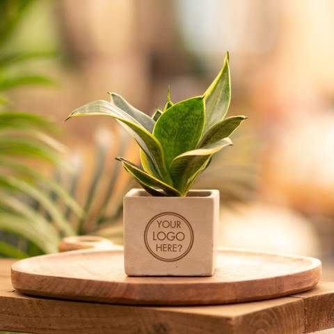 Betonnen potje met een persoonlijke boodschap of een logo; Ontdek de perfecte groene mix in combinatie met de elegantie en robuustheid van onze Congreet® plantpotten. Ideaal voor op kantoor vanwege hun eenvoudige onderhoud, lange levensduur en luchtzuiverende eigenschappen. De Congreet® met planten combineren stoerheid en luxe met een verfrissende uitstraling. De naam ‘Congreet®’ knipoogt naar het gebruikte materiaal (beton) en het vermogen om groeten en boodschappen over te brengen.<br /><br />De Congreet® plantenpotten zijn gevuld met een mix van kwalitatieve en verfrissende sansevieria planten, die bekend staan om hun luchtzuiverende eigenschappen en bijdrage aan een gezondere werkomgeving. Met hun minimale onderhoudsbehoeften zijn ze perfect voor op kantoor en voegen ze een decoratief accent toe aan elke ruimte wat lang in beeld is. Kortom, ze zijn de ideale keuze voor jou. Als er toch de voorkeur is voor een andere plant, neem dan gerust contact met ons op.<br /><br />Met een nauwkeurige gravure op het betonnen oppervlak, biedt Congreet® een tijdloze uitstraling die past op elk bureau, tafel of kantoorruimte. De mogelijkheden zijn eindeloos – van bedrijfslogo’s tot inspirerende citaten – waardoor deze potjes zich onderscheiden als promotionele artikelen of relatiegeschenken. Of het nu gaat om een blijk van waardering voor medewerkers, een promotioneel geschenk voor klanten, of een feestelijke touch tijdens speciale evenementen, Congreet® past naadloos in elke zakelijke setting.<br /><br />Heeft u vragen over dit product, de gewenste personalisatie of eventuele verpakkingen? Neem dan gerust contact met ons op.