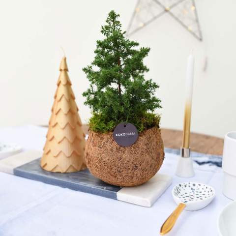 De Kokodama®, een botanische schoonheid die geen plastic bevat en voor 99% natuurlijk en 100% biologisch afbreekbaar is, biedt een unieke en duurzame optie voor relatiegeschenken. Haar bol van kokosvezels creëert een gezellig en duurzaam huis voor trendy en bijzondere planten. Hangend aan het plafond of zittend op een tafel bureau, de Kokodama® kan in elk interieur haar natuurlijke habitat vinden. Gemaakt met de hand in Sri Lanka, draagt de Kokodama® bij aan de lokale economie en stimuleert het vakmanschap. Deze Kokodama® kerstboom variant is het ideale kerstgeschenk voor medewerkers of relaties.<br /><br />Naast het unieke uiterlijk van de Kokodama®, biedt dit product een uitstekende mogelijkheid tot personalisatie met een logo of slogan. Hierdoor wordt het meer dan alleen een decoratief object; het fungeert als een subtiel middel om jouw bedrijf of merk te promoten, of om simpelweg een boodschap over te brengen. Op deze manier bouw je een positieve associatie op met jouw bedrijf of merk, terwijl de Kokodama® op de bureaus van relaties of medewerkers prijkt. De Kokodama® wordt nog leuker om te geven én te ontvangen dankzij de passende FSC geschenkverpakking. Door dit geschenk te geven, toon je niet enkel waardering, maar versterk je ook relaties en betrokkenheid, terwijl je tegelijkertijd een positieve impact hebt op het imago van jouw bedrijf. <br /><br />Heeft u vragen over dit product, de gewenste personalisatie of eventuele verpakkingen? Neem dan gerust contact met ons op.