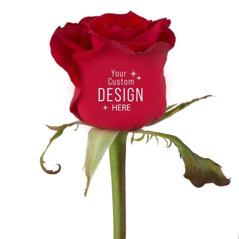 Faites fleurir votre message avec une rose vivante personnalisée – le symbole ultime de reconnaissance et de lien. Cette fleur luxueuse peut être imprimée avec votre logo, slogan ou message, et reste belle pendant 10 à 14 jours dans de bonnes conditions. Présentée dans une élégante pochette kraft, elle est idéale à distribuer en 1 à 2 jours lors d’événements, de réunions ou comme cadeau d’entreprise. La rose allie symbolique, élégance et impact durable, donnant à chaque moment une signification particulière.<br /><br />Message Printz® – Dites-le avec des fleurs et des plantes.<br />Ce produit fait partie de notre collection Message Printz®. Ce sont de vraies fleurs et plantes vivantes, personnalisées avec un message ou votre logo, directement sur la feuille ou la fleur. Grâce à des techniques innovantes, l'impression n'affecte ni la santé ni la durée de vie de la plante. Le message ou le logo reste bien visible tant que la plante reste en bonne santé, et ne peut pas être simplement effacé. Chaque article Message Printz® est reconnaissable à son petit symbole en forme d’enveloppe. Une manière unique et durable d’exprimer votre message, marque ou reconnaissance.<br /><br />Avez-vous des questions sur ce produit, la personnalisation souhaitée ou les emballages éventuels ? N'hésitez pas à nous contacter.