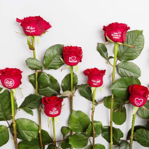Faites fleurir votre message avec une rose vivante personnalisée – le symbole ultime de reconnaissance et de lien. Cette fleur luxueuse peut être imprimée avec votre logo, slogan ou message, et reste belle pendant 10 à 14 jours dans de bonnes conditions. Présentée dans une élégante pochette kraft, elle est idéale à distribuer en 1 à 2 jours lors d’événements, de réunions ou comme cadeau d’entreprise. La rose allie symbolique, élégance et impact durable, donnant à chaque moment une signification particulière.<br /><br />Message Printz® – Dites-le avec des fleurs et des plantes.<br />Ce produit fait partie de notre collection Message Printz®. Ce sont de vraies fleurs et plantes vivantes, personnalisées avec un message ou votre logo, directement sur la feuille ou la fleur. Grâce à des techniques innovantes, l'impression n'affecte ni la santé ni la durée de vie de la plante. Le message ou le logo reste bien visible tant que la plante reste en bonne santé, et ne peut pas être simplement effacé. Chaque article Message Printz® est reconnaissable à son petit symbole en forme d’enveloppe. Une manière unique et durable d’exprimer votre message, marque ou reconnaissance.<br /><br />Avez-vous des questions sur ce produit, la personnalisation souhaitée ou les emballages éventuels ? N'hésitez pas à nous contacter.