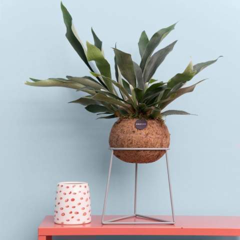 De Kokodama®, een botanische schoonheid die geen plastic bevat en voor 99% natuurlijk en 100% biologisch afbreekbaar is, biedt een unieke en duurzame optie voor relatiegeschenken. Haar bol van kokosvezels creëert een gezellig en duurzaam huis voor trendy en bijzondere planten. Hangend aan het plafond of zittend op een tafel bureau, de Kokodama® kan in elk interieur haar natuurlijke habitat vinden. Gemaakt met de hand in Sri Lanka, draagt de Kokodama® bij aan de lokale economie en stimuleert het vakmanschap. Deze extra grote Kokodama® is een opvallende verschijning.<br /><br />Naast het unieke uiterlijk van de Kokodama®, biedt dit product een uitstekende mogelijkheid tot personalisatie met een logo of slogan. Hierdoor wordt het meer dan alleen een decoratief object; het fungeert als een subtiel middel om jouw bedrijf of merk te promoten, of om simpelweg een boodschap over te brengen. Op deze manier bouw je een positieve associatie op met jouw bedrijf of merk, terwijl de Kokodama® op de bureaus van relaties of medewerkers prijkt. De Kokodama® wordt nog leuker om te geven én te ontvangen dankzij de passende FSC geschenkverpakking. Door dit geschenk te geven, toon je niet enkel waardering, maar versterk je ook relaties en betrokkenheid, terwijl je tegelijkertijd een positieve impact hebt op het imago van jouw bedrijf. <br /><br />Heeft u vragen over dit product, de gewenste personalisatie of eventuele verpakkingen? Neem dan gerust contact met ons op.
