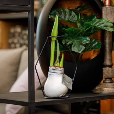 How cool is it to give a luxurious, growing, and blooming gift for once? Allow us to introduce you to our living No Water Flowers®, known for their unique handmade wax Amaryllis bulbs. These specially selected and tested Amaryllis bulbs have enough energy to grow and bloom without water. Authentic No Water Flowers® have relatively short flower stems, they don't topple over, and their blooming is guaranteed. Each No Water Flowers® is carefully cleaned and meticulously waxed to perfection. By placing the No Water Flowers® in the metal Formz, this flower bulb acquires a luxurious and modern appearance. The Original No Water Flowers® are easily recognizable by the square label attached to the bulb. <br /><br />By imprinting your logo or slogan on the No Water Flowers®, you'll stand out among many business associates. This splendid gift won't go unnoticed in a closet; on the contrary, it will find a beautiful spot on the table or the recipient's desk, contributing to your brand's recognition. Offering these personalized No Water Flowers® enhances the sense of connection and appreciation with your company. This high-quality gift can be packaged in a beautiful No Water Flowers® packaging. As a result, presenting this gift becomes an even more enjoyable experience. No packaging with a bottle of wine this time, but packaging with a growing and blooming present.<br /><br />These Amaryllis bulbs require no care. Place the wax Amaryllis in a bright location, but not in direct sunlight, and enjoy the beautiful flowers that will develop within 3 to 5 weeks. Flower bulbs are products from nature, each bulb is unique in itself and has a different shape. <br /><br />No Water Flowers® are available only from September to February. <br />If you have any questions about this product, desired personalization, or packaging options, please feel free to contact us.