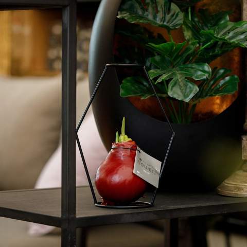 How cool is it to give a luxurious, growing, and blooming gift for once? Allow us to introduce you to our living No Water Flowers®, known for their unique handmade wax Amaryllis bulbs. These specially selected and tested Amaryllis bulbs have enough energy to grow and bloom without water. Authentic No Water Flowers® have relatively short flower stems, they don't topple over, and their blooming is guaranteed. Each No Water Flowers® is carefully cleaned and meticulously waxed to perfection. By placing the No Water Flowers® in the metal Formz, this flower bulb acquires a luxurious and modern appearance. The Original No Water Flowers® are easily recognizable by the square label attached to the bulb. <br /><br />By imprinting your logo or slogan on the No Water Flowers®, you'll stand out among many business associates. This splendid gift won't go unnoticed in a closet; on the contrary, it will find a beautiful spot on the table or the recipient's desk, contributing to your brand's recognition. Offering these personalized No Water Flowers® enhances the sense of connection and appreciation with your company. This high-quality gift can be packaged in a beautiful No Water Flowers® packaging. As a result, presenting this gift becomes an even more enjoyable experience. No packaging with a bottle of wine this time, but packaging with a growing and blooming present.<br /><br />These Amaryllis bulbs require no care. Place the wax Amaryllis in a bright location, but not in direct sunlight, and enjoy the beautiful flowers that will develop within 3 to 5 weeks. Flower bulbs are products from nature, each bulb is unique in itself and has a different shape. <br /><br />No Water Flowers® are available only from September to February. <br />If you have any questions about this product, desired personalization, or packaging options, please feel free to contact us.