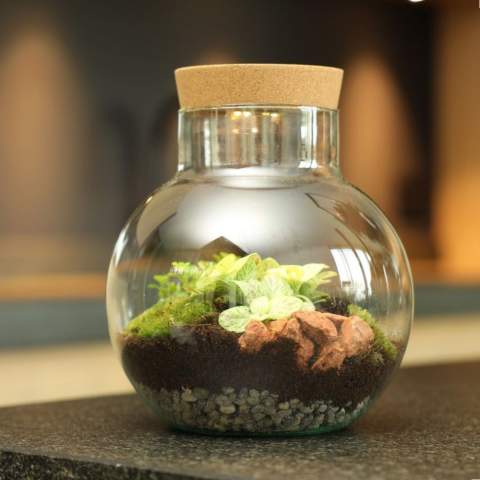 Wählen Sie ein einzigartiges und personalisiertes Pflanzenterrarium mit Ihrem Logo als hochwertiges Werbegeschenk, an dem der Empfänger lange Freude haben wird. Dieses Terrarium ist mit einem wiederaufladbaren LED-Korken ausgestattet, den Sie einfach über einen USB-C-Anschluss aufladen können – eine nachhaltige Lösung ohne Batterien. Unsere Wardians®-Ecosysteme enthalten wunderschöne lebende Pflanzen in einem Glasterrarium, das mit einem Korken verschlossen ist. Ein solches Terrarium bildet ein selbstregulierendes Mini-Biotop, in dem lebende Organismen zusammenarbeiten, um alle Ressourcen zu recyceln. Die Pflanzen gedeihen dadurch ganz ohne externe Pflege. So hat der Empfänger dieses grünen Geschenks lange Freude – bei minimalem Aufwand.<br /><br />Diese Ecosysteme sind inspiriert von der ursprünglichen Wardian Case, einer innovativen Erfindung von Nathaniel Bagshaw Ward aus dem 19. Jahrhundert. Wards Idee, ein großes Ecosystem auf einem Schiff zu schaffen, wurde entwickelt, um Pflanzen während langer Seereisen zu schützen. Dank des selbstregulierenden Systems überlebten die Pflanzen die Reise. Unsere Wardians®-Pflanzenterrarien führen diese Tradition fort und verbinden historische Eleganz mit moderner Funktionalität. Genießen Sie zeitlose Schönheit und praktischen Nutzen – inspiriert von Wards bemerkenswerter Erfindung.<br /><br />Ecosysteme symbolisieren Wachstum, Ausgewogenheit und Zusammenarbeit. Ein Wardians®-Terrarium bringt nicht nur Atmosphäre ins Zuhause oder Büro, sondern erhält durch Personalisierung auch eine funktionale Dimension. Durch das Bedrucken des Korkens oder des Hängeetiketts mit Ihrem Logo, Slogan oder einer Botschaft bleibt Ihre Marke auf originelle und nachhaltige Weise im Gedächtnis.<br /><br />Die hochwertige und schützende Geschenkverpackung rundet das Geschenk perfekt ab und sorgt für ein unvergessliches Unboxing-Erlebnis – für den Schenkenden ebenso wie für den Beschenkten.<br /><br />Haben Sie Fragen zu diesem Produkt, zur gewünschten Personalisierung oder zu den Verpackungsmöglichkeiten? Kontaktieren Sie uns gerne.