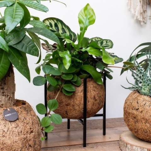De Kokodama®, een botanische schoonheid die geen plastic bevat en voor 99% natuurlijk en 100% biologisch afbreekbaar is, biedt een unieke en duurzame optie voor relatiegeschenken. Haar bol van kokosvezels creëert een gezellig en duurzaam huis voor trendy en bijzondere planten. Hangend aan het plafond of zittend op een tafel bureau, de Kokodama® kan in elk interieur haar natuurlijke habitat vinden. Gemaakt met de hand in Sri Lanka, draagt de Kokodama® bij aan de lokale economie en stimuleert het vakmanschap. Deze Kokodama® Industrial variant bevat planten die lang meegaan, daarom is het ideaal voor op het bureau of op tafel.<br /><br />Naast het unieke uiterlijk van de Kokodama®, biedt dit product een uitstekende mogelijkheid tot personalisatie met een logo of slogan. Hierdoor wordt het meer dan alleen een decoratief object; het fungeert als een subtiel middel om jouw bedrijf of merk te promoten, of om simpelweg een boodschap over te brengen. Op deze manier bouw je een positieve associatie op met jouw bedrijf of merk, terwijl de Kokodama® op de bureaus van relaties of medewerkers prijkt. De Kokodama® wordt nog leuker om te geven én te ontvangen dankzij de passende FSC geschenkverpakking. Door dit geschenk te geven, toon je niet enkel waardering, maar versterk je ook relaties en betrokkenheid, terwijl je tegelijkertijd een positieve impact hebt op het imago van jouw bedrijf. <br /><br />Heeft u vragen over dit product, de gewenste personalisatie of eventuele verpakkingen? Neem dan gerust contact met ons op.