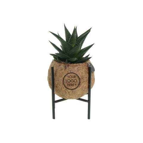 De Kokodama®, een botanische schoonheid die geen plastic bevat en voor 99% natuurlijk en 100% biologisch afbreekbaar is, biedt een unieke en duurzame optie voor relatiegeschenken. Haar bol van kokosvezels creëert een gezellig en duurzaam huis voor trendy en bijzondere planten. Hangend aan het plafond of zittend op een tafel bureau, de Kokodama® kan in elk interieur haar natuurlijke habitat vinden. Gemaakt met de hand in Sri Lanka, draagt de Kokodama® bij aan de lokale economie en stimuleert het vakmanschap. Deze Kokodama® mix bevat verschillende soorten vetplanten, waardoor hij lang meegaat en zelfs voor mensen zonder groene vingers heel gemakkelijk te verzorgen is. <br /><br />Naast het unieke uiterlijk van de Kokodama®, biedt dit product een uitstekende mogelijkheid tot personalisatie met een logo of slogan. Hierdoor wordt het meer dan alleen een decoratief object; het fungeert als een subtiel middel om jouw bedrijf of merk te promoten, of om simpelweg een boodschap over te brengen. Op deze manier bouw je een positieve associatie op met jouw bedrijf of merk, terwijl de Kokodama® op de bureaus van relaties of medewerkers prijkt. De Kokodama® wordt nog leuker om te geven én te ontvangen dankzij de passende FSC geschenkverpakking. Door dit geschenk te geven, toon je niet enkel waardering, maar versterk je ook relaties en betrokkenheid, terwijl je tegelijkertijd een positieve impact hebt op het imago van jouw bedrijf. <br /><br />Heeft u vragen over dit product, de gewenste personalisatie of eventuele verpakkingen? Neem dan gerust contact met ons op.
