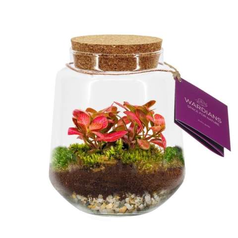 Optez pour un terrarium végétal unique et personnalisé avec votre logo en tant que cadeau d'affaires durable, dont le destinataire profitera longtemps. Ce beau modèle au format raffiné brille sur un bureau ou une table au bureau. Nos écosystèmes Wardians® contiennent de magnifiques plantes vivantes dans un terrarium en verre, fermé par un bouchon en liège. Ce type d’écosystème crée un mini-biotope auto-régulé, dans lequel les organismes vivants coopèrent pour recycler les éléments. Les plantes peuvent ainsi s’épanouir sans entretien extérieur. Ce cadeau vert offre donc un plaisir durable avec un minimum d’entretien.<br /><br />Ces écosystèmes sont l’héritage de la Wardian case originale, une invention innovante de Nathaniel Bagshaw Ward au 19e siècle. L’idée de Ward, consistant à créer un grand écosystème à bord d’un navire, visait à protéger les plantes durant de longs voyages en mer. Grâce à ce système auto-régulé, les plantes survivaient au voyage. Nos terrariums Wardians® perpétuent cette tradition en combinant élégance historique et fonctionnalité moderne. Profitez de la beauté intemporelle et de l’utilité pratique, inspirées par l’ingéniosité de Ward.<br /><br />Les écosystèmes sont des symboles de croissance, d’équilibre et de collaboration. Un terrarium Wardians® apporte non seulement une touche de verdure à la maison ou au bureau, mais il prend également une dimension fonctionnelle grâce à la personnalisation. En imprimant votre logo, slogan ou message sur le bouchon ou l’étiquette suspendue, votre marque reste présente de manière originale et écologique.<br /><br />La boîte cadeau luxueuse et protectrice complète parfaitement ce cadeau et garantit une expérience de déballage mémorable – pour le donneur comme pour le receveur.<br /><br />Des questions sur ce produit, la personnalisation ou les options d’emballage ? N’hésitez pas à nous contacter.